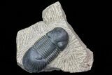 Paralejurus Trilobite Fossil - Excellent Specimen #75575-1